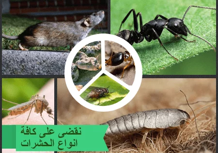 الحشرات التى تقضى عليها شركة مكافحة ,نمل,صراصير,البق,الفئران ,الناموس